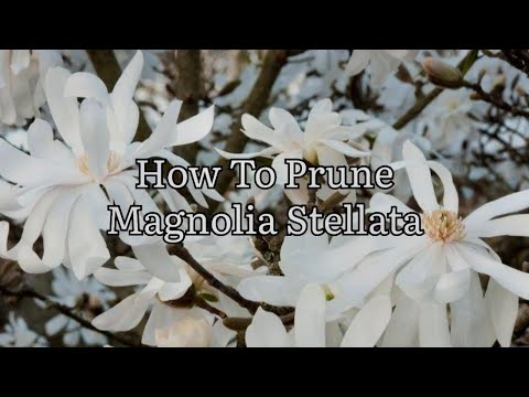How To Prune Magnolia Stellata, Cutting Back Magnolia, Pruning Magnolia