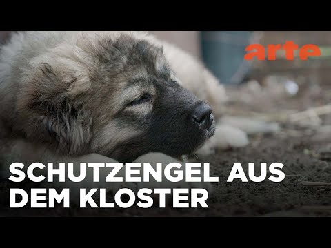 Georgien: Die Schäferhunde der Mönche | 360° Reportage Reupload | ARTE Fernweh