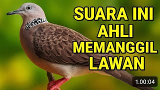Download lagu SUARA TEKUKUR BETINA MEMANGGIL JANTAN Cocok untuk Masteran, Relaksasi & Terapi Suara mp3