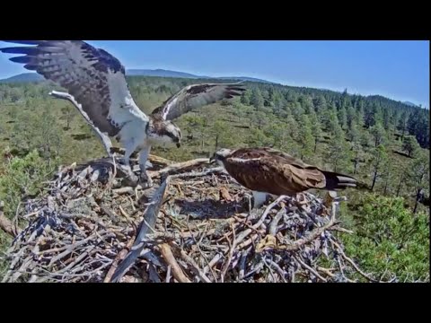 BBC1 Hamza: Strictly Birds of Prey 24 Sep 2023