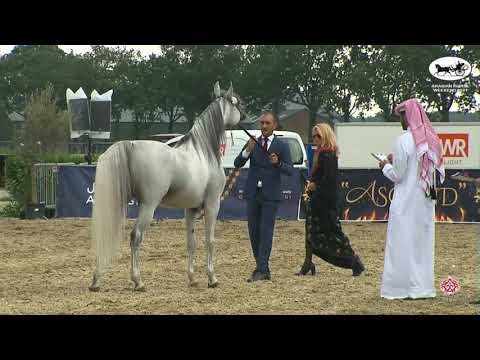 N 148 WOJ   Arabian Horse Weekend 2021   International