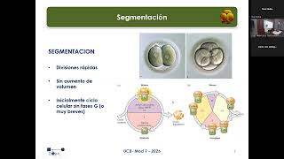 UC8 T4-Segmentación, Implantación y Diferenciación Temprana