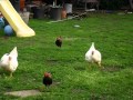 Fat chickens running