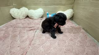 ハーフ犬の動画01