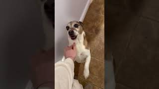 Video preview image #1 Jack Russell Terrier-Unknown Mix Puppy For Sale in Westwood, NJ, USA