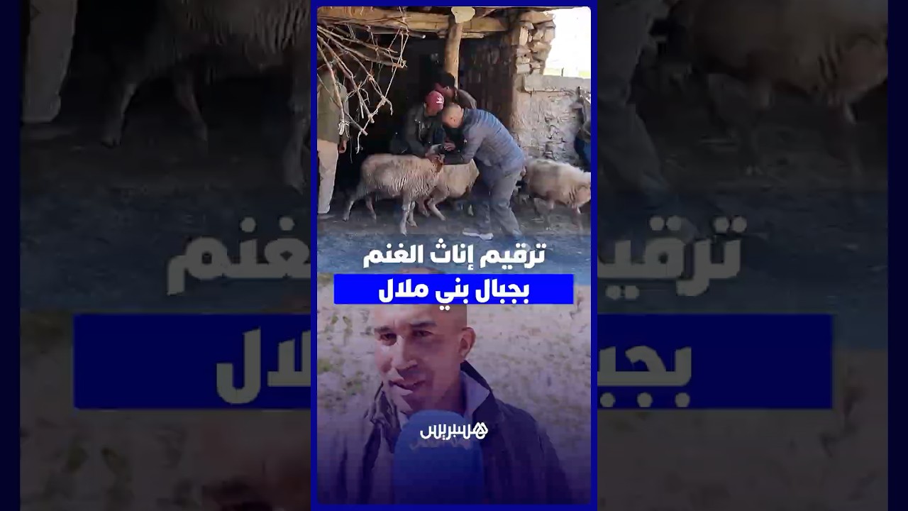 استعدادا لعيد الأضحى.. السلطات تشرع في ترقيم إناث الغنم وكسابة يطمئنون المغاربة thumbnail