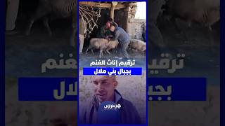 استعدادا لعيد الأضحى.. السلطات تشرع في ترقيم إناث الغنم وكسابة يطمئنون المغاربة thumbnail