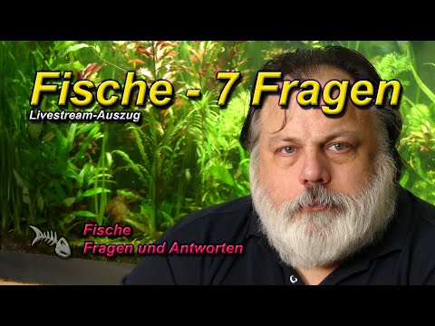 7 allgemeine Fragen zur Haltung von Fischen im Aquarium