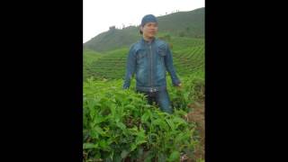 Download lagu Zalmon aie mato mandeh mp3