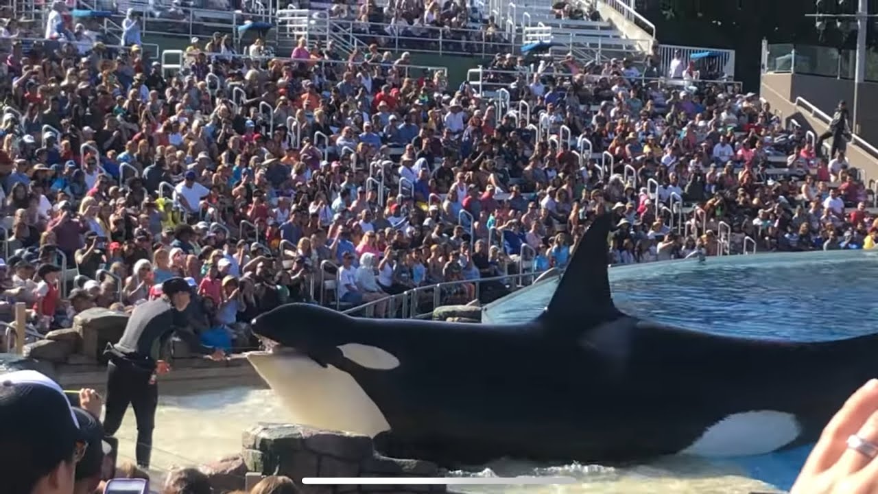 Killer Whale | Orca Encounter Show | Sea World | San Diego | 샌디에고 | 씨월드 | 범고래 | 고래