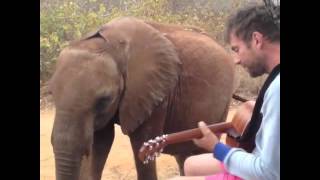 Damon Albarn serenading Mr. Tembo