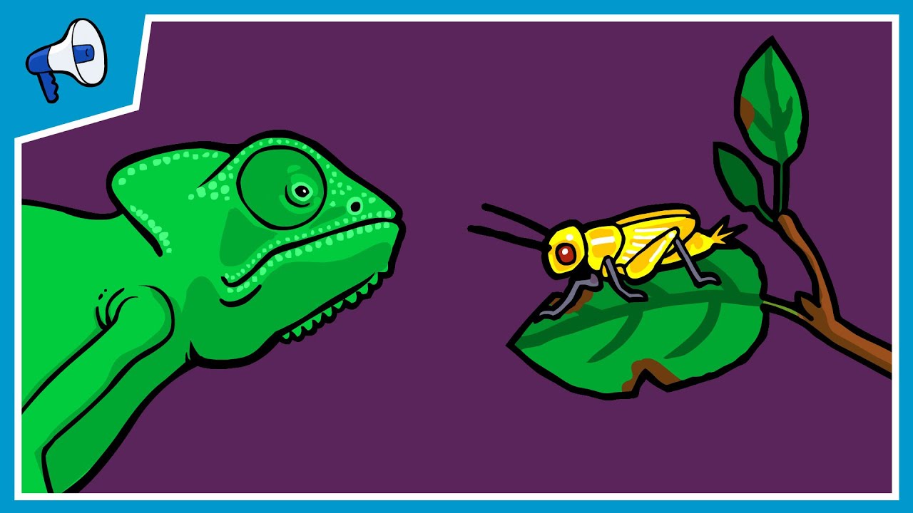 What is Natural Selection?