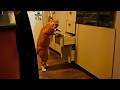 Unexplained Orange Cat Behavior
