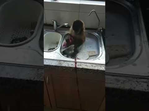 Sente ye kyeyo by Sir Mesach Semakula ; A hardworking monkey