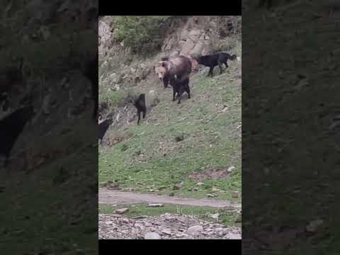 Săriți câinii mei cā-i bai! #viralvideo #funny #cat