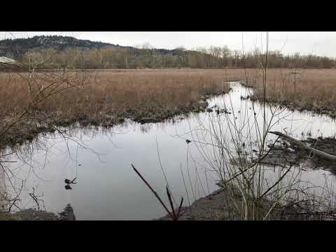 Chad Crouch - "Hooded Merganser Waltz" (Excerpt)