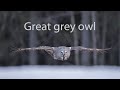 Great grey owl hunting mouse.