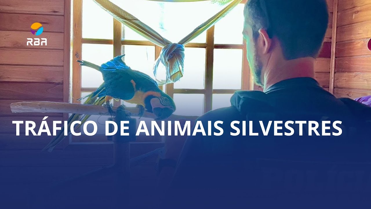 Tráfico de animais silvestres. Operação apreende 20 exemplares na região serrana