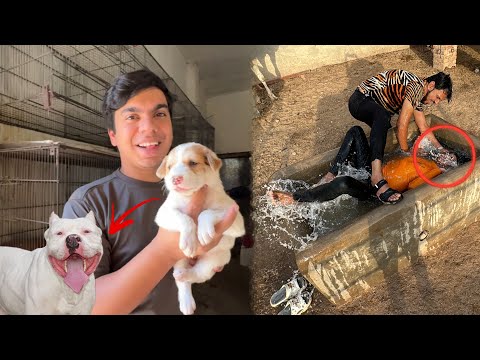 Kia Ya Pitbull Dog Ha ? Mamu Ny Subhan Ko Dobo Dea 😰