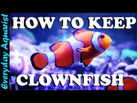 image-Do clownfish live in freshwater or saltwater?
