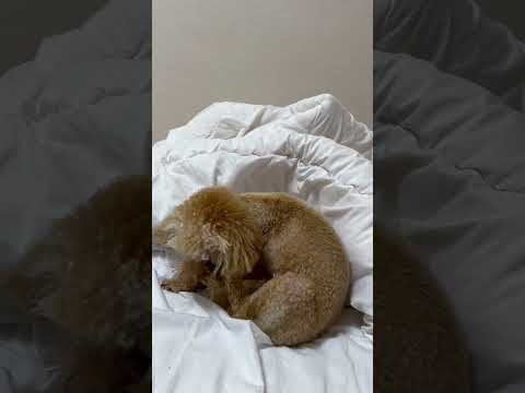 経営学科 飼い主のベッドを激しく掘るトイプードル12ヶ月 #toypoodle #トイプードル
