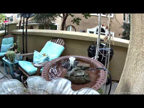 Male Anna's hummingbird checking out the birdbath