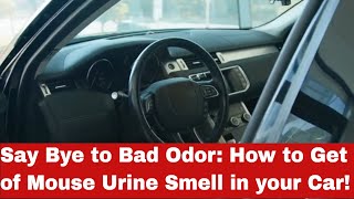 Smelly Car? Learn How to Get Rid of Mouse Urine Smell in your Car Today!