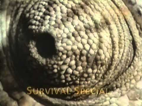 HTV Continuity & Trailers (1997)