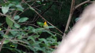 20181024ｷﾋﾞﾀｷ（黄鶲）♂