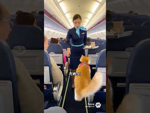 CA vs 自由すぎる猫、機内での攻防戦