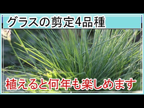 ススキをいつどのように剪定するか、切るべきか