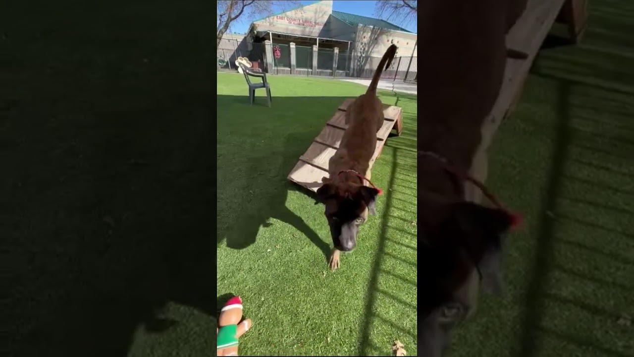 Bronson, a ADOPTABLE Pit Bull Terrier in Dublin, CA video 6/6