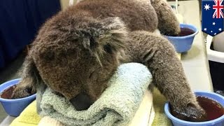 Koalas with burned paws from Australia bushfires need cotton mittens to heal