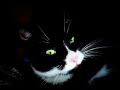 Felix Tuxedo Cat Meow Talks Sleepy Yawn