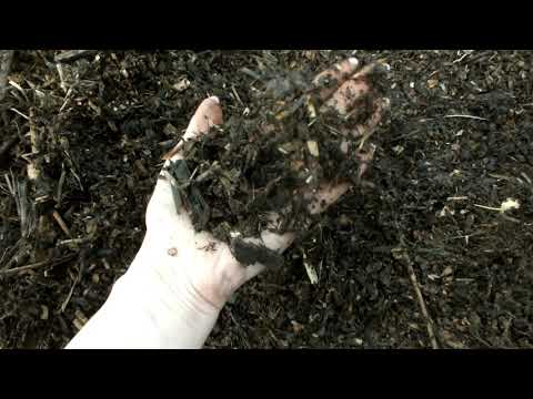 Najszybszy kompost ze zrębki cz. 6  Dzień piętnasty