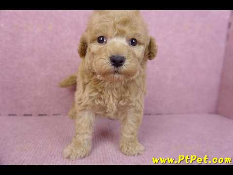 12/06玩具型奶油貴賓公幼犬(高雄左營)