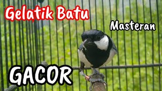 Download lagu Suara gelatik batu gacor nembak keren mp3 Download lagu Suara gelatik batu gacor nembak keren mp3