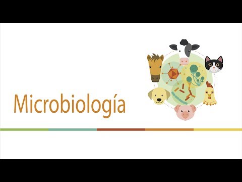 Los ungüentos al miembro viril de los hongos Como curar la uña después del cardenal