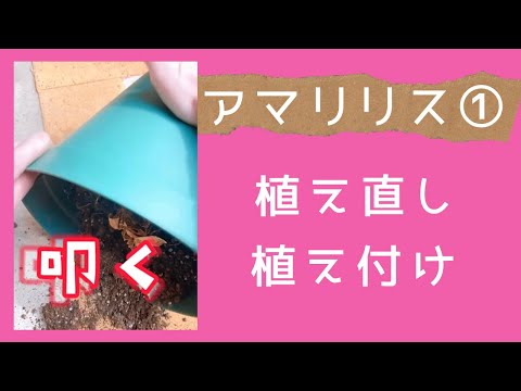 開花のピークを達成するために、鉢の中のアマリリスにうまく水をやる方法は？  庭園