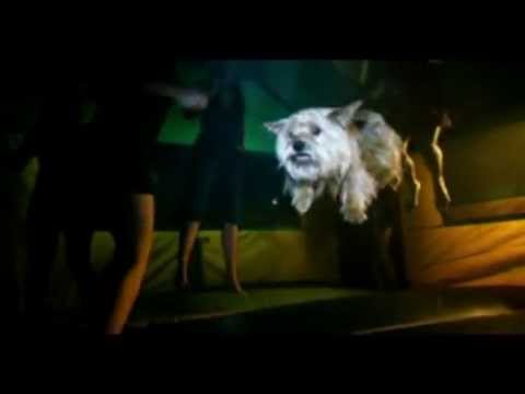 Festa em comemoração ao Fim do Semestre, Psicologia Ulbra Torres.!