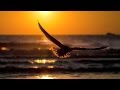 Tony Servi - FREE LIKE A BIRD 