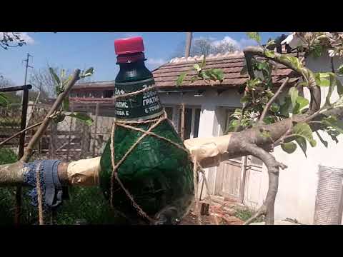 "Alte" Bonsai in 12 Wochen Teil 3