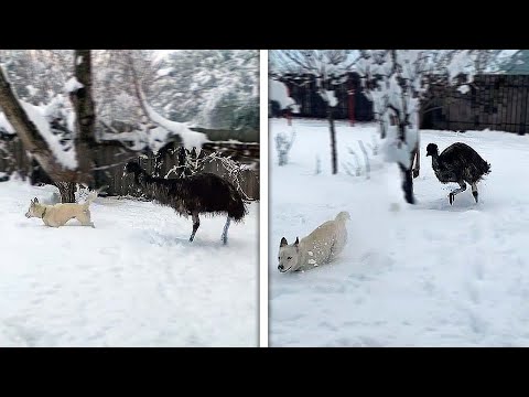 EMÚ VS PERRO | Increíbles encuentros con animales