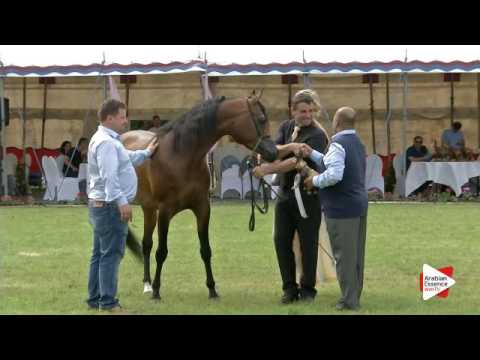 Ströhen 2016 B-Show - Senior Stallions International Championship - Prizegiving - 2nd place: n. 123