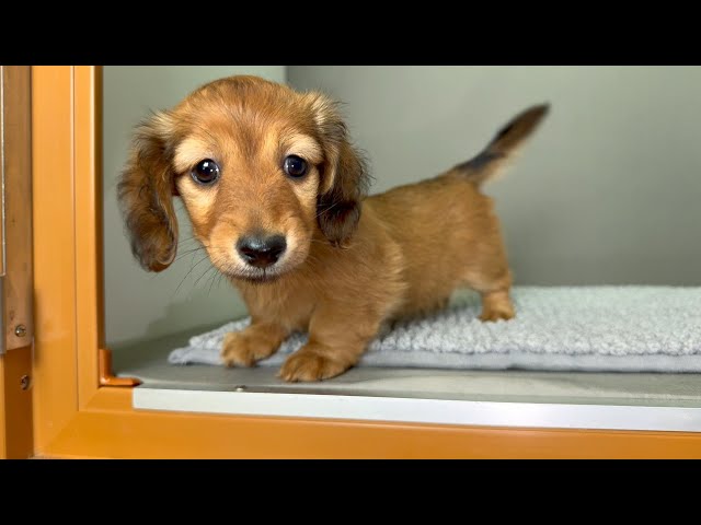 (子犬) 犬種：ダックスフンド・ミニチュア・ロング 女の子 ブリーダー マロニエケンネル　MARRONNIER KENNEL k4088の画像