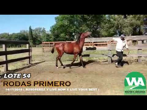 Lote RODAS PRIMERO