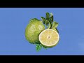 Thom Merlin Chris Ruo Jethro Just Like That Lyric Video