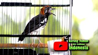 Download lagu PANGGILAN ANIS KEMBANG AGAR BERKICAU mp3