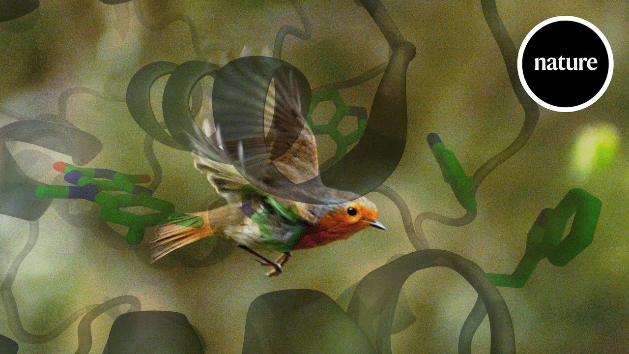 How quantum mechanics help birds find their way