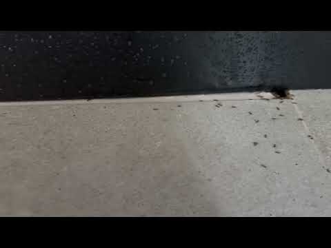 Ants Coming From Below the Floor in Avenel,...